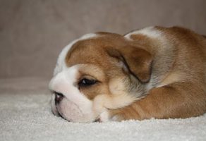 Safkan İngiliz Bulldog Yavruları