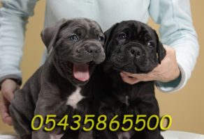 Safkan Cane Corso Yavruları