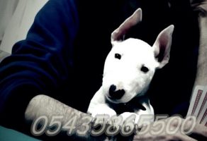 Satılık Bull Terrier Yavru