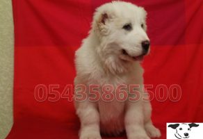 Satılık Alabay Köpekleri