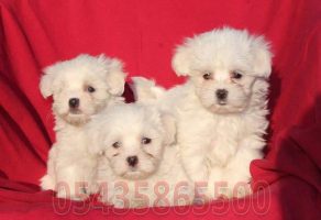 Safkan Maltese Terrier Yavruları