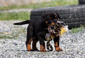 Safkan Rottweiler Yavrularımız