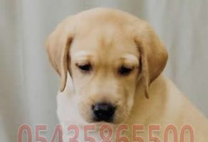 Şampanya Labrador Yavruları