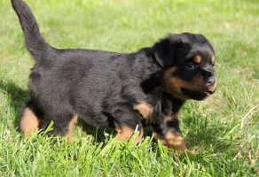 Macar Rottweiler Yavruları