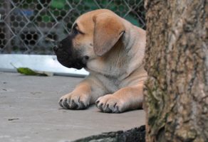 Safkan Presa Canario Yavruları
