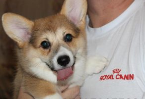 Satılık Welsh Corgi yavruları
