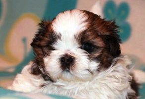 Safkan Shih – tzu yavruları