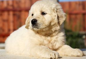 Küt Burun Golden Retriever Yavruları