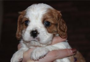 Irk Garantili Cavalier King Charles