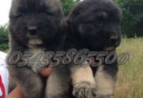 Kafkas Çoban Köpeği Fiyatları