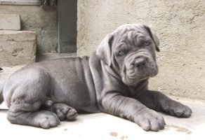 Blue Cane Corso Yavruları