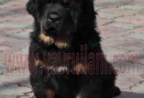 Satılık Tibetan Mastiff Yavruları