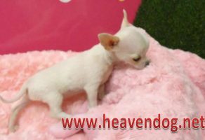 Safkan Chihuahua yavruları