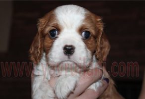 Satılık Cavalier Yavruları