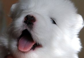 Kar Beyaz Samoyed Yavruları