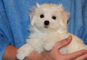 Safkan Maltese Terrier Yavruları