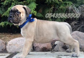 Satılık Bullmastiff Yavruları