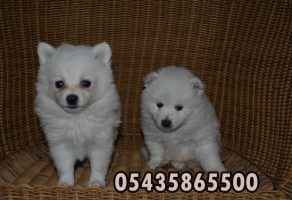 Satılık Japon Spitz Fiyatları