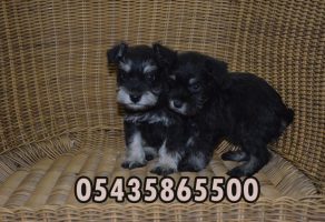 Satılık Miniature schnauzer yavruları