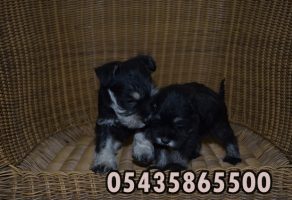 Miniature Schnauzer Fiyatları