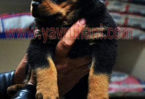 Safkan Rottweiler Yavruları
