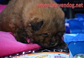 Safkan Kahve Chowchow Yavruları