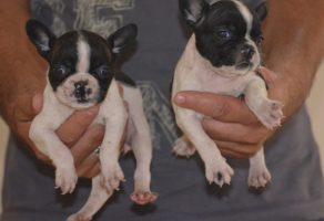 Fransız French Bulldog Yavruları