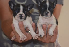 Safkan Fransız Bulldog Yavruları