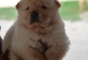Mükemmel Chow Chow Yavruları