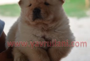Beyaz chow chow yavruları