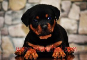 Satılık Rottweiler Yavruları