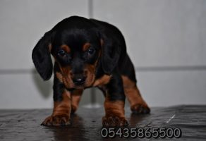 Satılık Sosis Köpeği