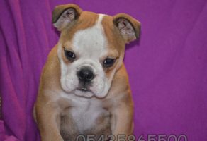 Yavru Bulldog Fiyatları araştırma