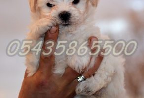 Satılık Maltese Terrier Yavruları
