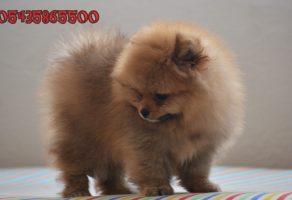 Evraklı Pomeranian Boo Yavrusu