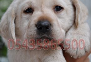 Beyaz Labrador Retriever Yavrusu