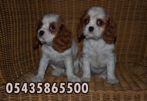 cavalier king charles sahibinden