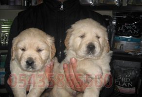 Golden Retriever Yavru Satın Al