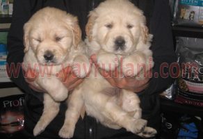 Satılık Golden Yavruları