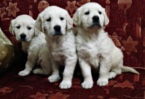 Safkan Golden Retriever Yavruları