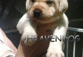 labrador yavruları videosu izle