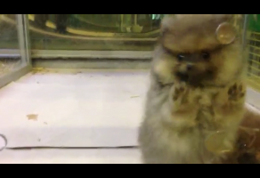 Safkan Pomeranian Boo Dog