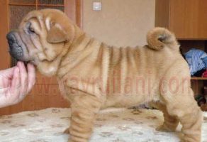 Yavru Shar pei fiyatları