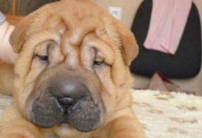 Safkan Shar Pei Yavruları