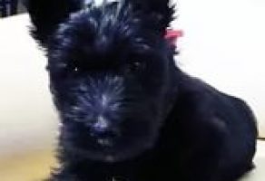 Satılık İskoç Terrier Yavruları