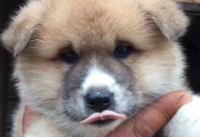 Satılık japon akita inu