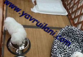 Yavru Köpek Tuvalet Eğitimi