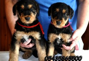 Satılık Airedale Terrier Yavruları