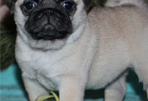 Safkan Pug Mops Yavruları