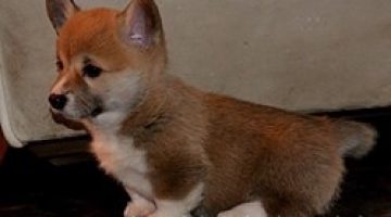 Welsh Corgi Kopek Fiyatlari Yavru Kopek Ilanlari